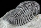 Detailed, Pedinopariops Trilobite - Mrakib, Morocco #50548-3